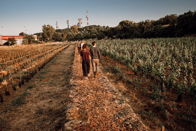 Etna Urban Winery - Tasting with Street Food Platter and vineyard - The vineyard walk between city and volcano