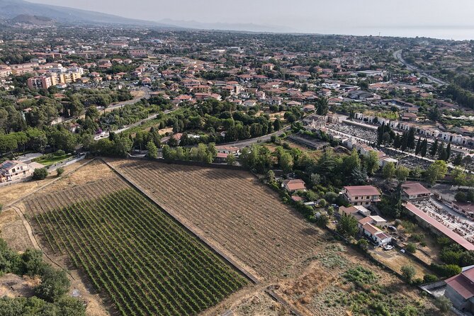Etna Urban Winery - Tasting with Street Food Platter and vineyard - Four wines and a Sicilian street-food platter