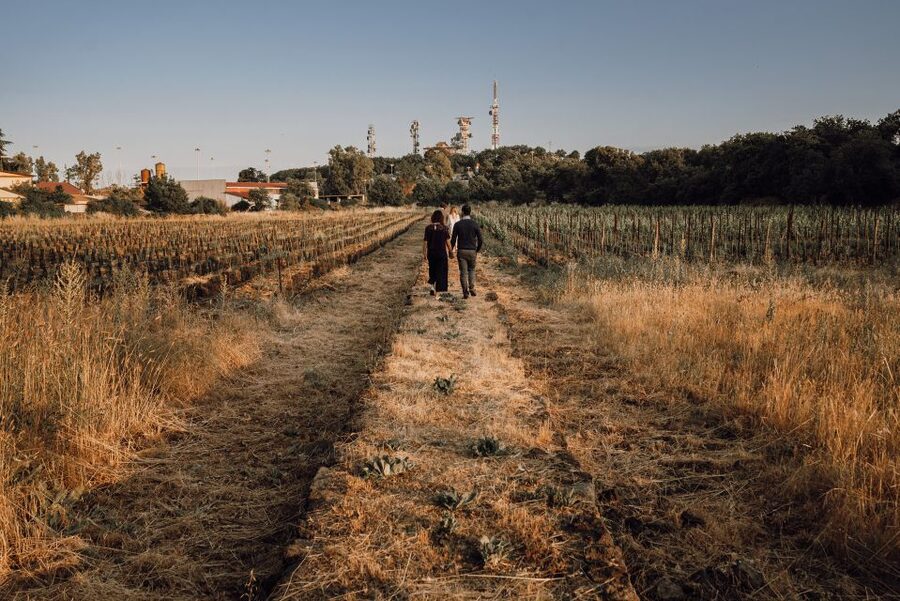 Etna Urban Winery, Vineyard Walk & Sunset Tasting Dinner - The Etna wine tasting, one glass at a time