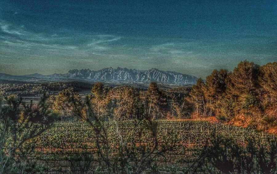 Exclusive Penedes wine tour & brunch in the vineyard - Key points to know before booking
