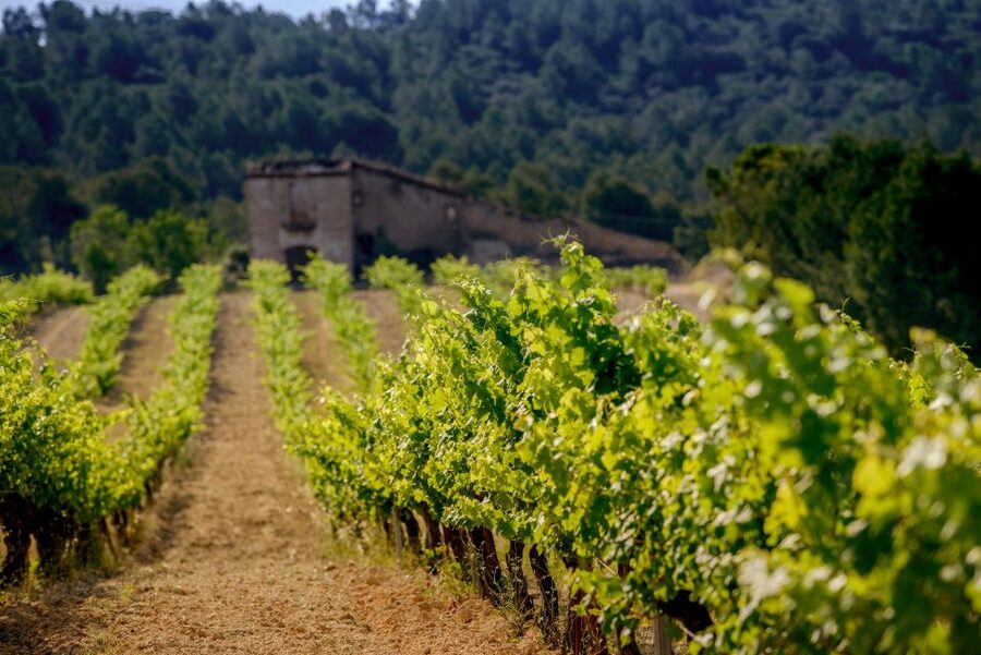 Exclusive Penedes wine tour & brunch in the vineyard - A Catalan brunch among the vines