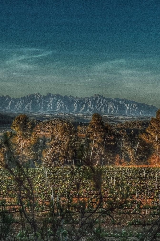 Exclusive Penedes wine tour & brunch in the vineyard - Weather, timing, and practical limits