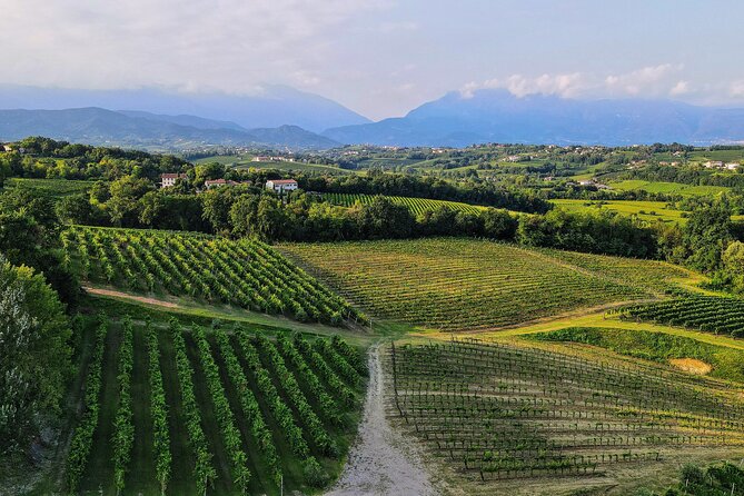 Exclusive Tour of the Vineyards with Visit to the Cellar! - Starting among the vines at San Pietro di Feletto