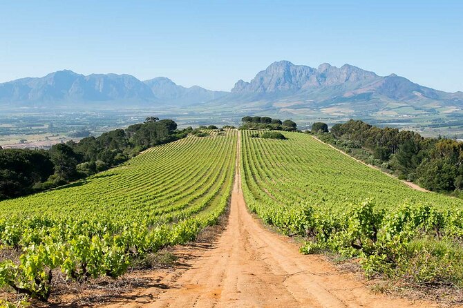 Experience 16 Wine Tasting & 6 Cheese Pairing across 3 Vineyards - A private route through the Cape Winelands