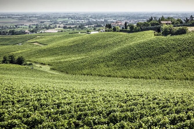 Experience Emilian Wines at Bologna Vineyard Vista - Group size, transport, and timing