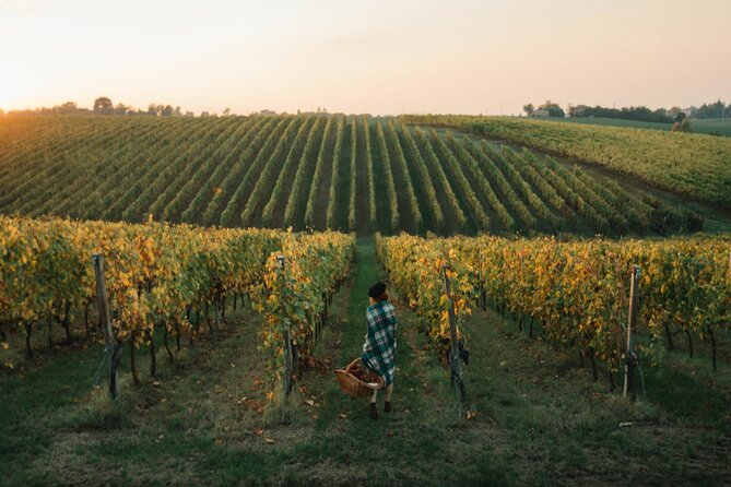 Experience Emilian Wines at Bologna Vineyard Vista - Classic or Deluxe?