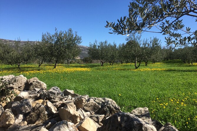 Family-run Vineyard Tour & Award Winning Wine Tasting/Delicacies - Three wines and seven homemade liquors