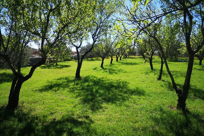 Family-run Vineyard Tour & Award Winning Wine Tasting/Delicacies - Croatian songs and a personal welcome