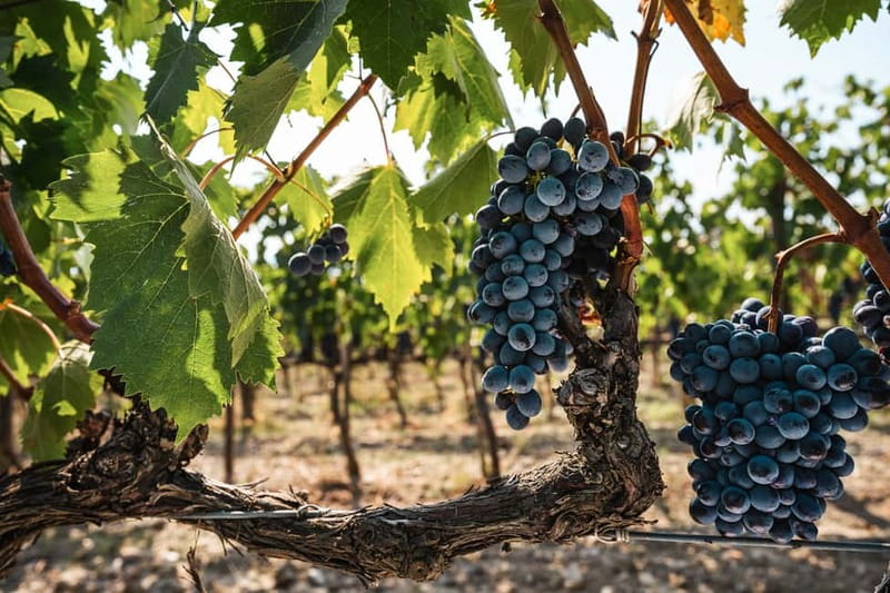Florence: Chianti Vineyards Tour with Wine Tasting & Dinner - What the $128 price really covers