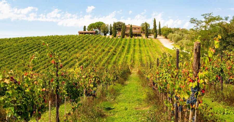 Florence: Private full day tour to Chianti Wine Region - Choosing a winery and tasting Chianti Classico