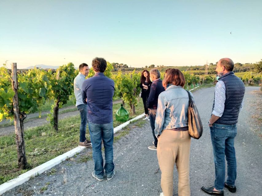 Frascati: 3-Hour Wine and Oil Tasting with Lunch/Dinner - A 40-minute look at the winery and cellar