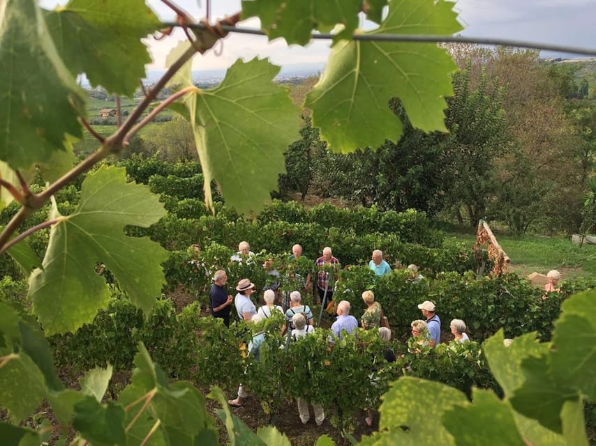 Frascati: 3-Hour Wine and Oil Tasting with Lunch/Dinner - Starting at Vicolo di Prataporci 8