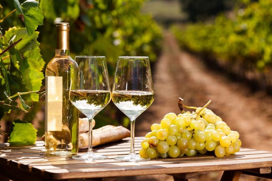 Frascati Private Tour w/ Lunch & Wine Tasting in a Vineyard - Why Frascati makes a good break from Rome