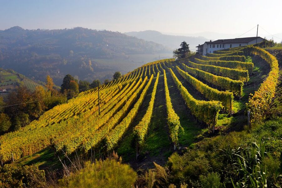 Frascati Private Tour w/ Lunch & Wine Tasting in a Vineyard - Ancient cellars and three local wines