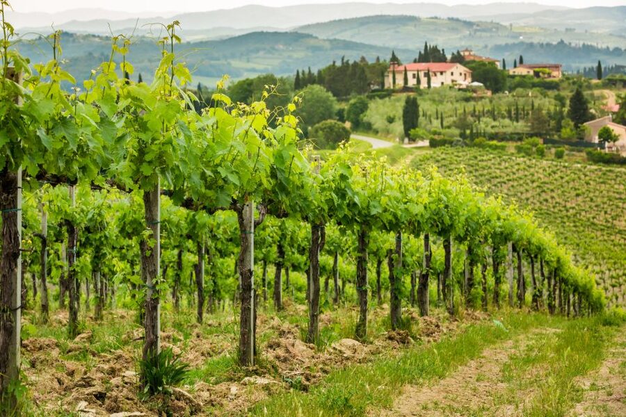 Frascati Private Tour w/ Lunch & Wine Tasting in a Vineyard - Meeting your guide at Roma Termini