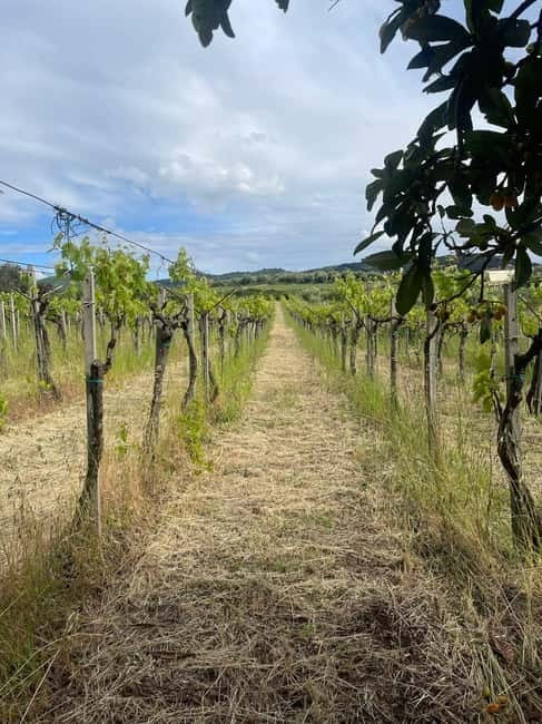 Frascati: Vineyard Wine Tasting Tour with Snacks - Three local wines at the farmhouse table