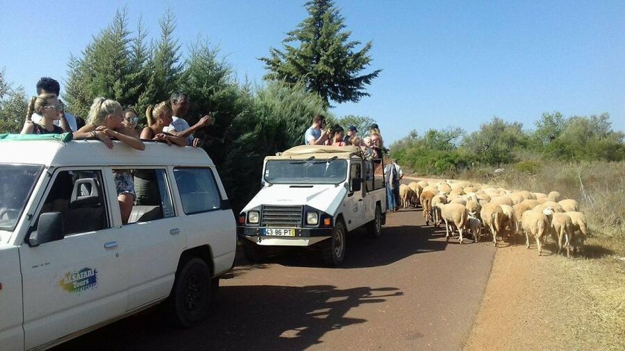 From Albufeira: 4x4 Off-Road Safari & Vineyard Wine Tasting - Cork oak forests and the work behind the trees