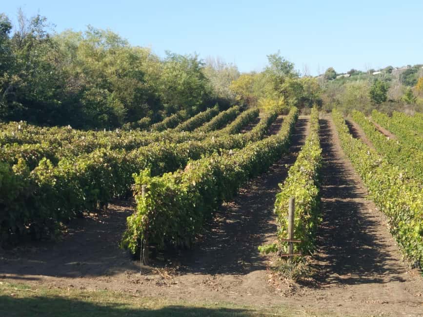 From Alicante and Elche: Guided tour for vineyard and winery with tasting - Key points at a glance