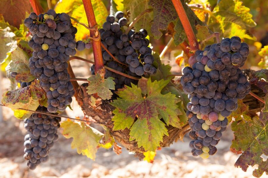 From Atlanta: Half-Day or Full-Day Wine Country Tasting Trip - Ott Farms and Vineyard brings the countryside into focus