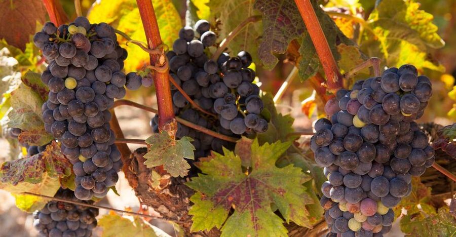 From Atlanta: Half-Day or Full-Day Wine Country Tasting Trip - What the wine tasting experience is really like