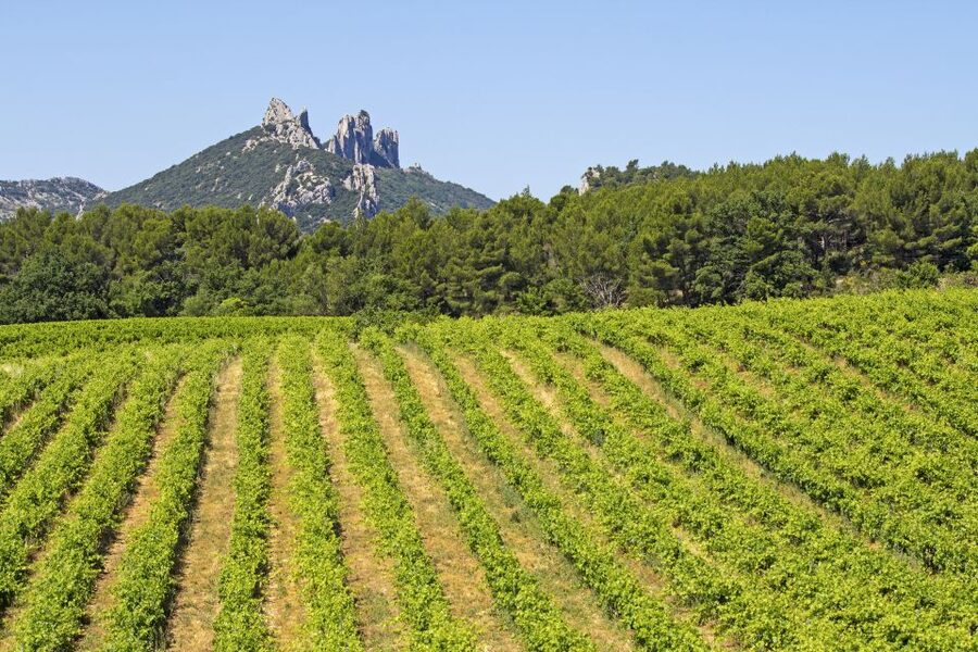 From Avignon: Half-Day Great Vineyards Tour - Key points at a glance