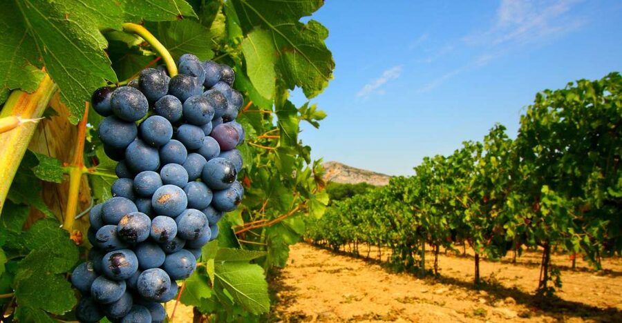 From Avignon: Half-Day Great Vineyards Tour - Why this Côtes du Rhône tour works so well