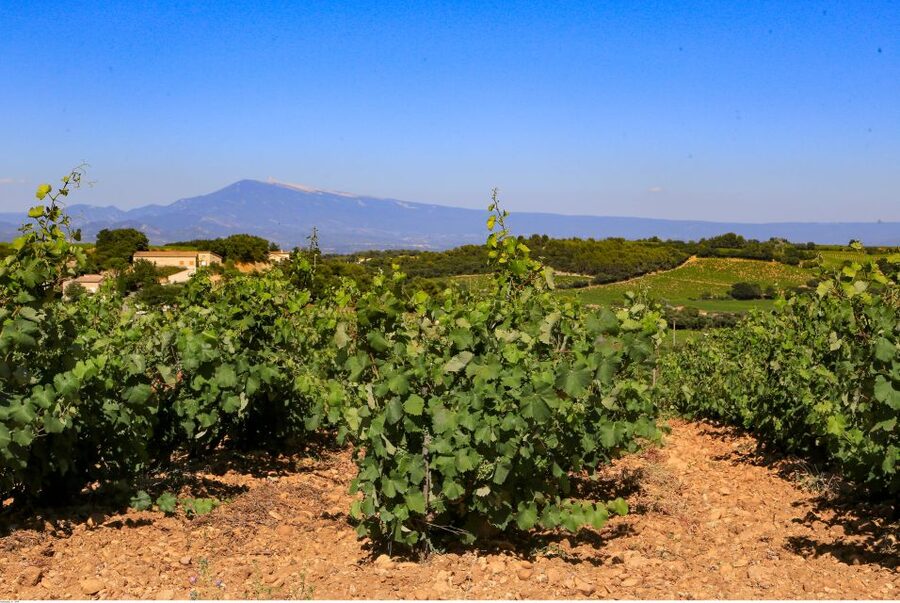 From Avignon: Half-Day Great Vineyards Tour - Gigondas, Séguret, and the Dentelles de Montmirail