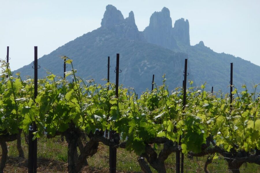 From Avignon: Half-Day Great Vineyards Tour - Châteauneuf-du-Pape and the production story
