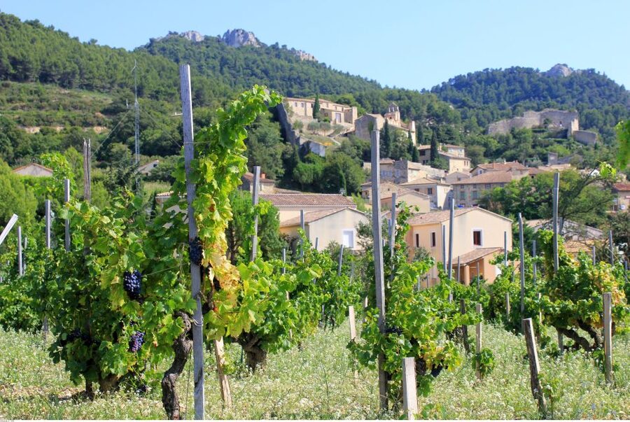 From Avignon: Half-Day Great Vineyards Tour - What you may taste in five hours