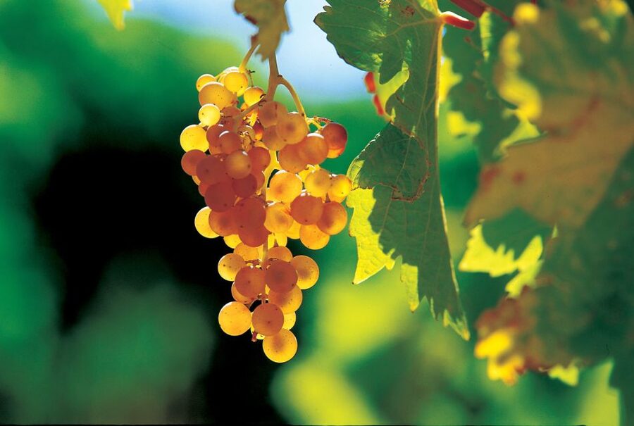 From Avignon: Half-Day Great Vineyards Tour - Booking details worth knowing