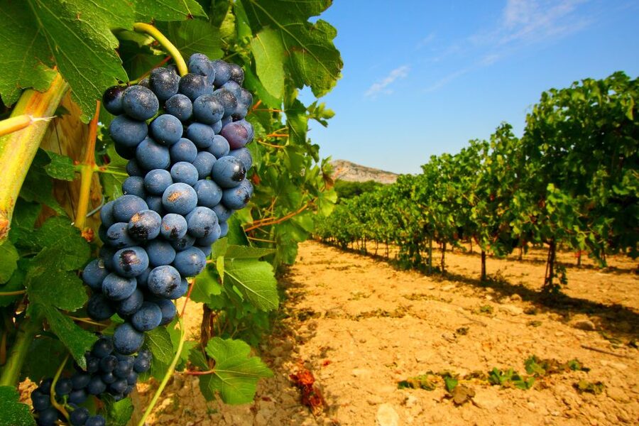 From Avignon: Half-Day Great Vineyards Tour - Leaving Avignon for the vineyards