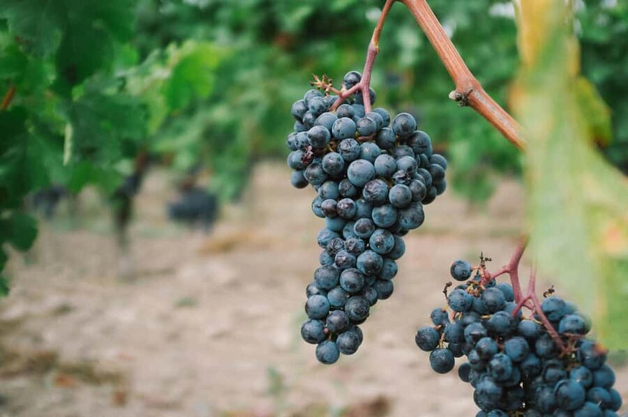 From Dijon: Côte de Nuits & Côte de Beaune Vineyards Tour - Côte de Nuits: your first taste of serious Pinot Noir