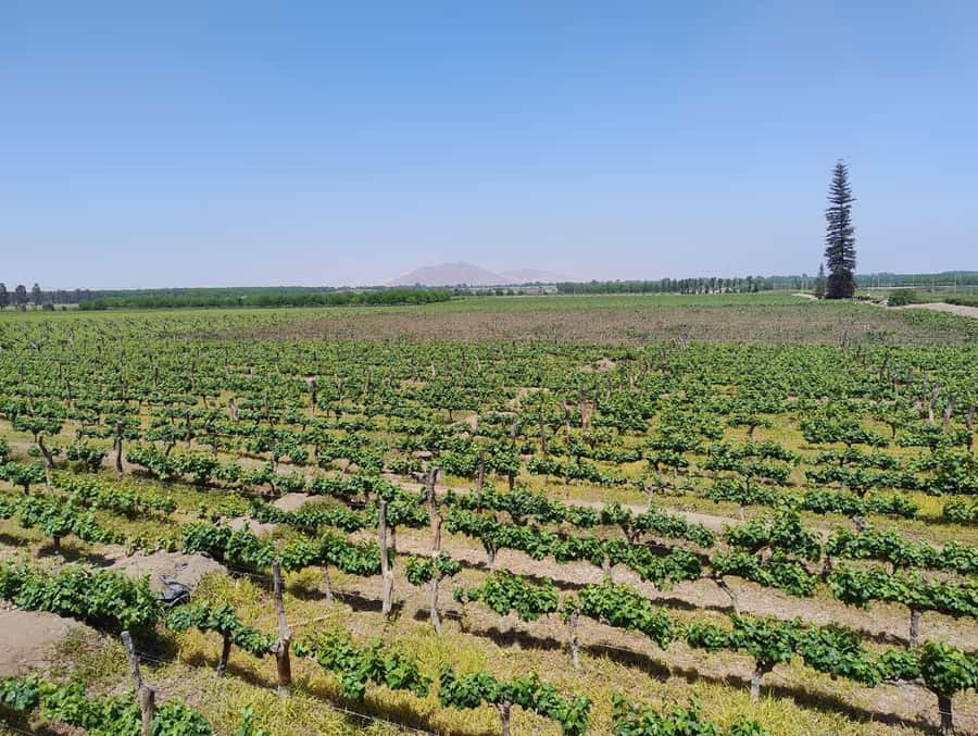 From Ica or Huacachina: Tour to Tacama Vineyard and Artisanal Winery. - Three wineries, three different sides of Ica