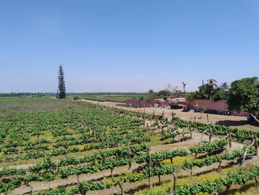 From Ica or Huacachina: Tour to Tacama Vineyard and Artisanal Winery. - Tacama: the historic centerpiece