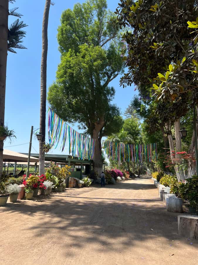 From Ica or Huacachina: Tour to Tacama Vineyard and Artisanal Winery. - What the $25 price really covers