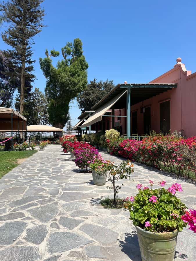 From Ica or Huacachina: Tour to Tacama Vineyard and Artisanal Winery. - Should you book the Pisco Route?