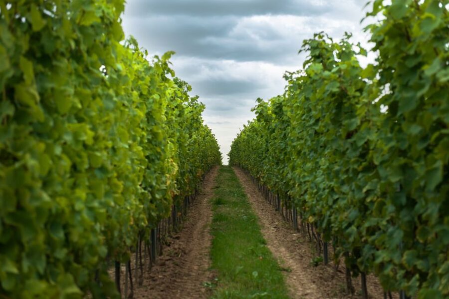 From Krakow: Wine Tasting at Vineyard - Four wines or ciders, with room for local food