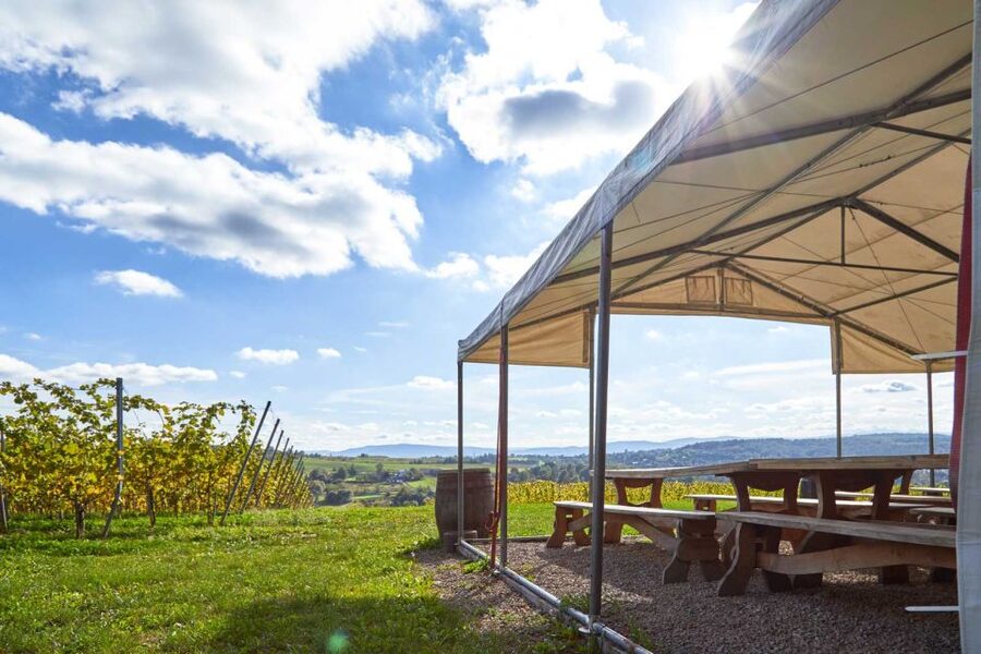From Krakow: Wine Tasting at Vineyard - What the small group changes