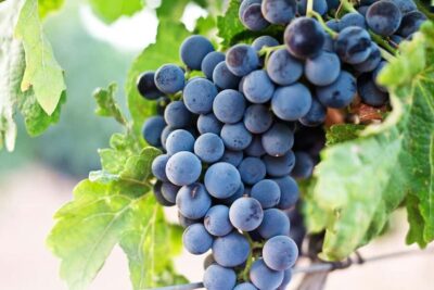 From Madrid to Ribera del Duero: Hidden Vineyards and Towns