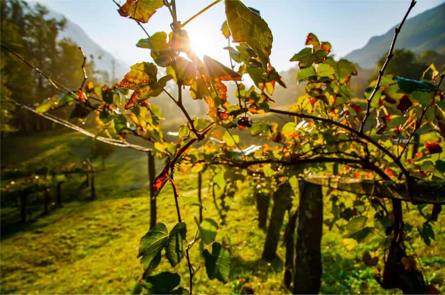 From Madrid to Ribera del Duero: Hidden Vineyards and Towns - Language, group size, and practical limits