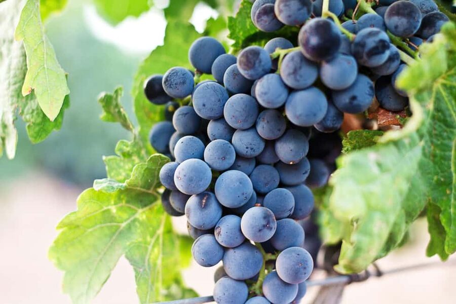 From Madrid to Ribera del Duero: Hidden Vineyards and Towns - How the day unfolds