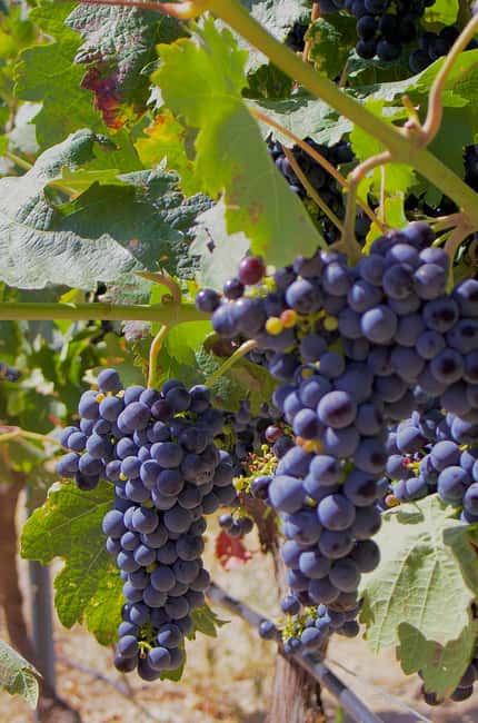 From Madrid: Visit Cuenca and a vineyard in the Spanish Tuscany - Who will enjoy this experience most