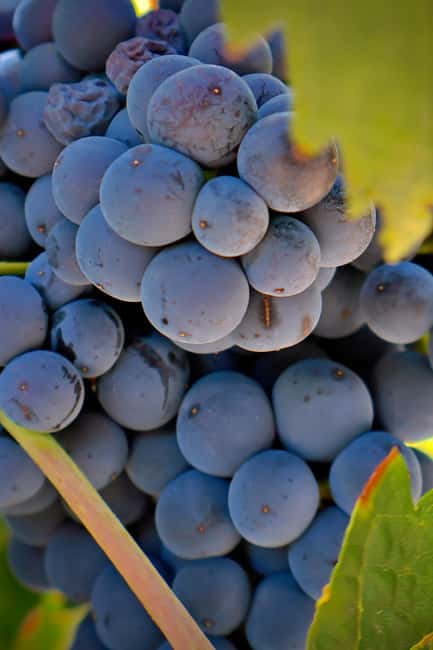 From Madrid: Visit Cuenca and a vineyard in the Spanish Tuscany - Cuenca Cathedral: a proper interior visit