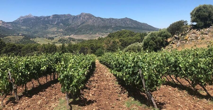 From Marbella: Ronda Tour Wineries Tour with Lunch - Key Points at a Glance