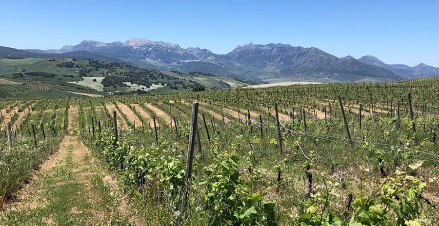 From Marbella: Ronda Tour Wineries Tour with Lunch - Why This Marbella Day Trip Works