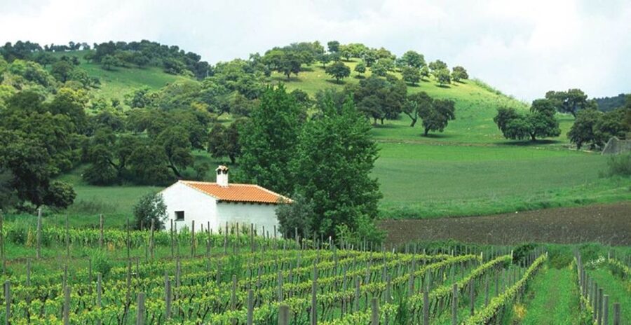 From Marbella: Ronda Tour Wineries Tour with Lunch - Ronda Gives You Time to Look Around