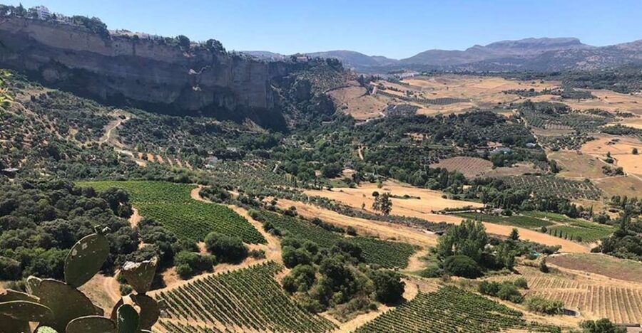 From Marbella: Ronda Tour Wineries Tour with Lunch - Who Will Enjoy This Experience Most