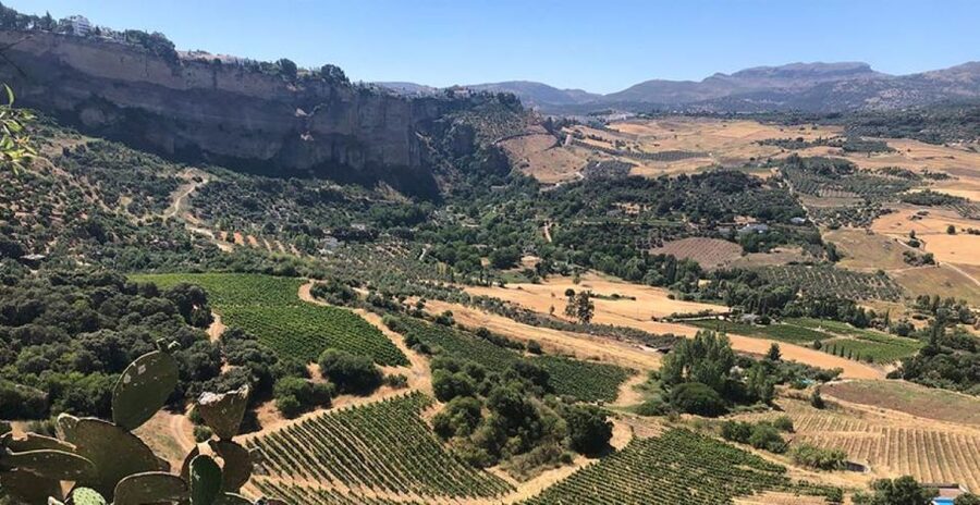 From Marbella: Ronda Tour Wineries Tour with Lunch - The Drive From Marbella Into the Serranía de Ronda