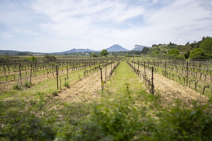 From Montpellier: Half-Day Vineyard & Pic Saint-Loup Tour - A short hop to the second winery