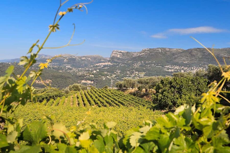 From Nice: Half-Day Wine Tour in the Bellet Wine Region - Second winery: comparing another producer